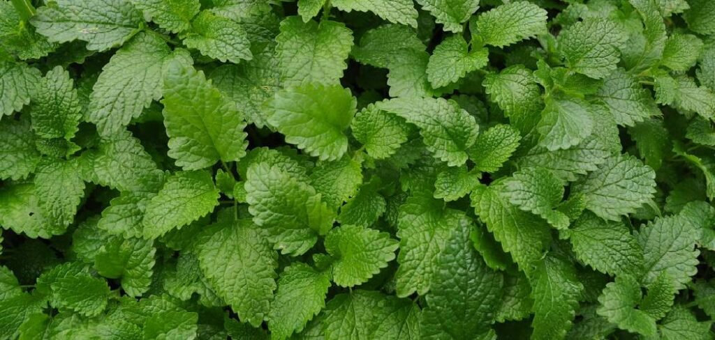 How to Get Rid of Mint in the Garden