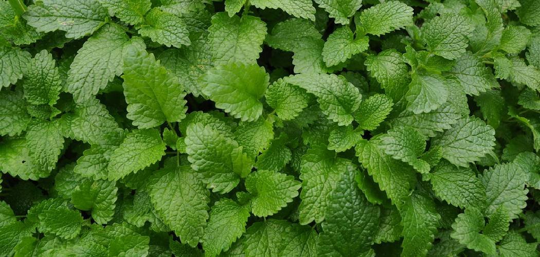 How to Get Rid of Mint in the Garden