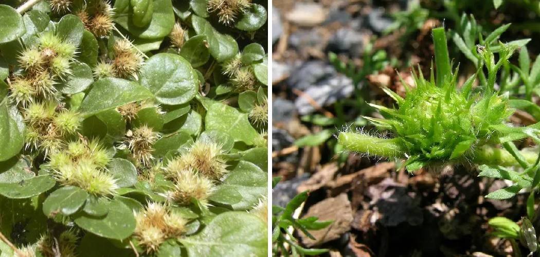How to Get Rid of Prickles in Lawn