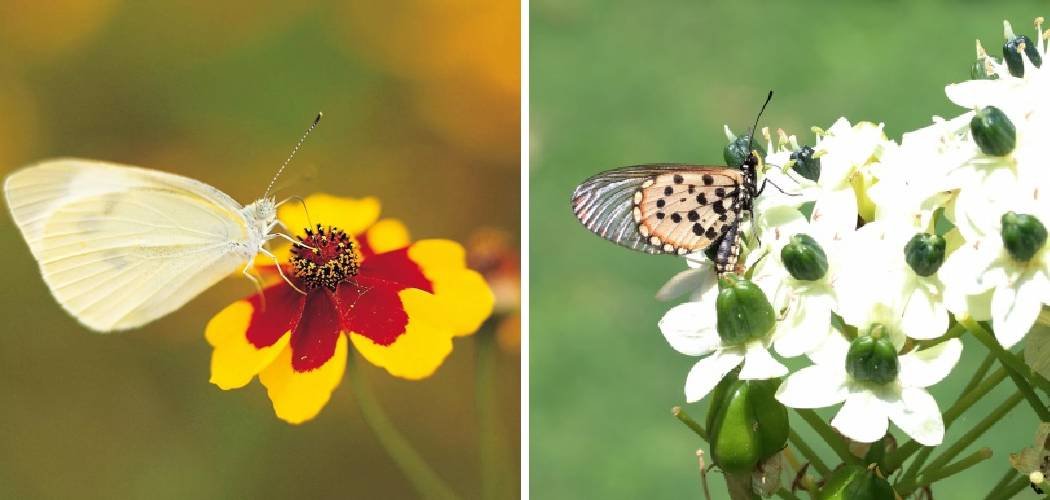 How to Get Rid of White Butterflies in the Garden
