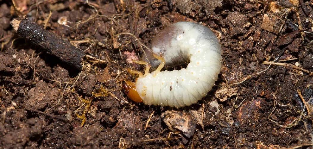 How to Identify Grubs in Lawn