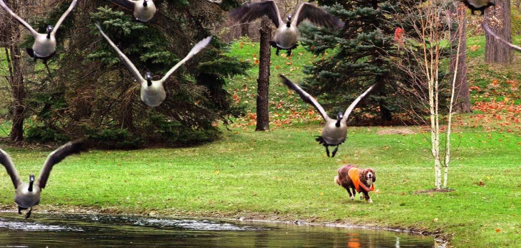How to Keep Geese Off My Lawn