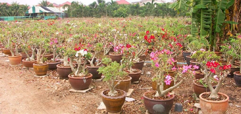 How to Label Plants in Garden