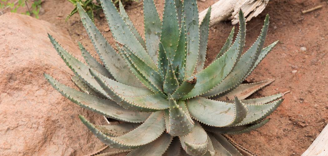 How to Make Soil for Aloe Vera