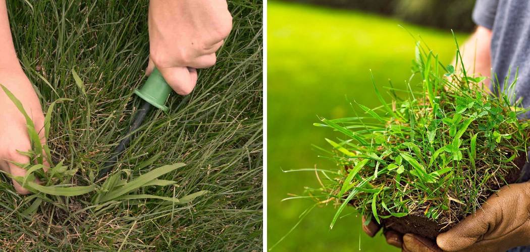 How to Remove Crabgrass From Bermuda Lawn