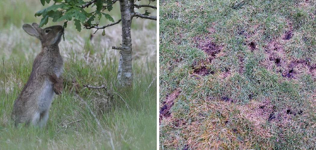 How to Repair Lawn Damaged by Rabbits