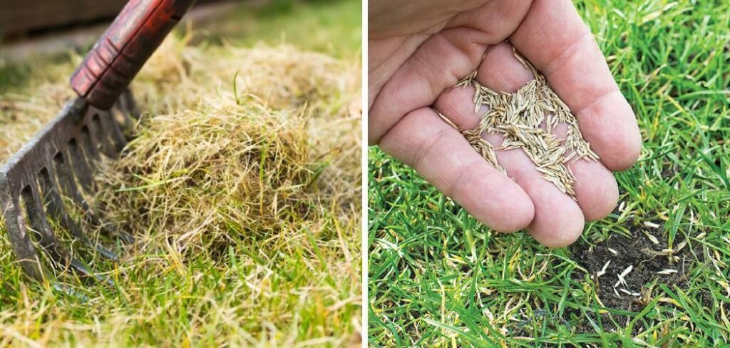 How to Revive a Lawn After Scarifying