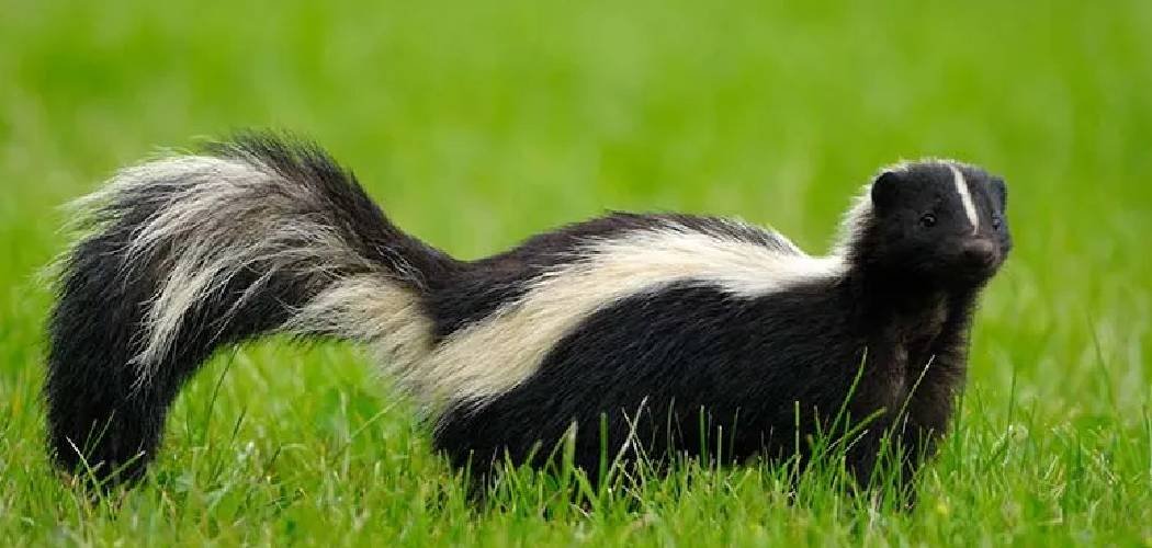 How to Stop Skunks from Digging Up Lawn