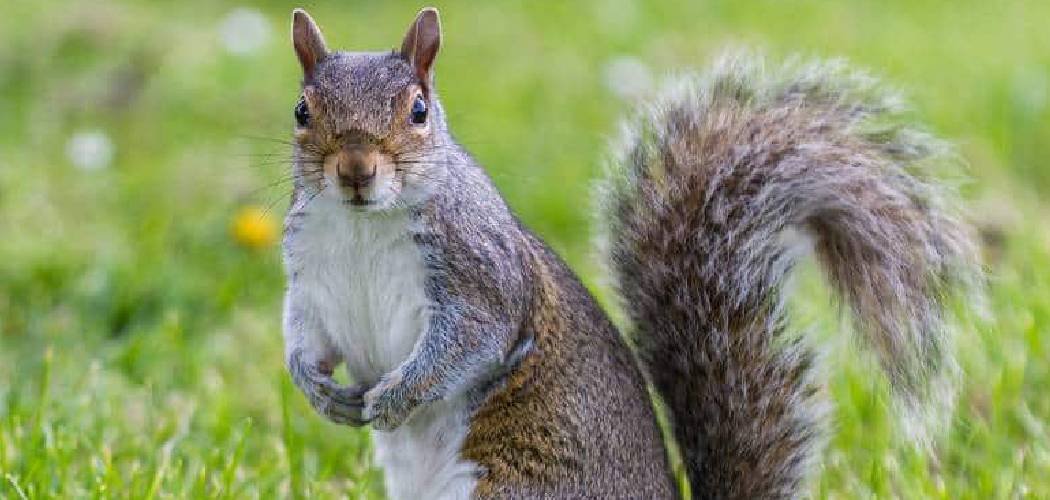 How to Stop Squirrels from Digging Lawn