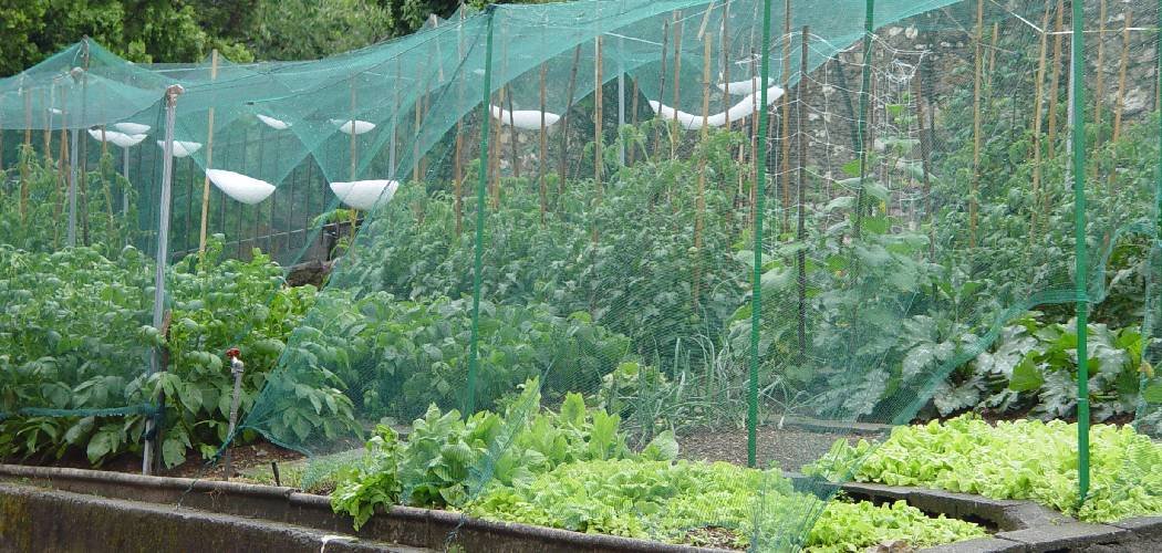 How to Use Bird Netting for Garden