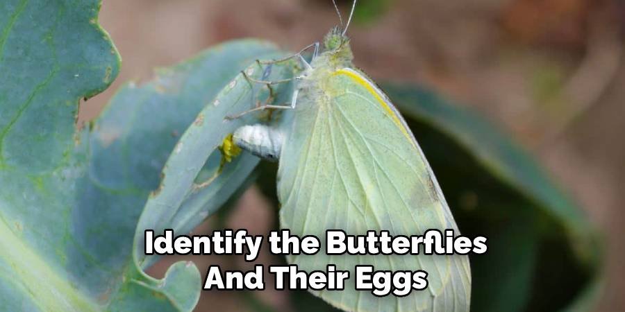 Identify the Butterflies and Their Eggs