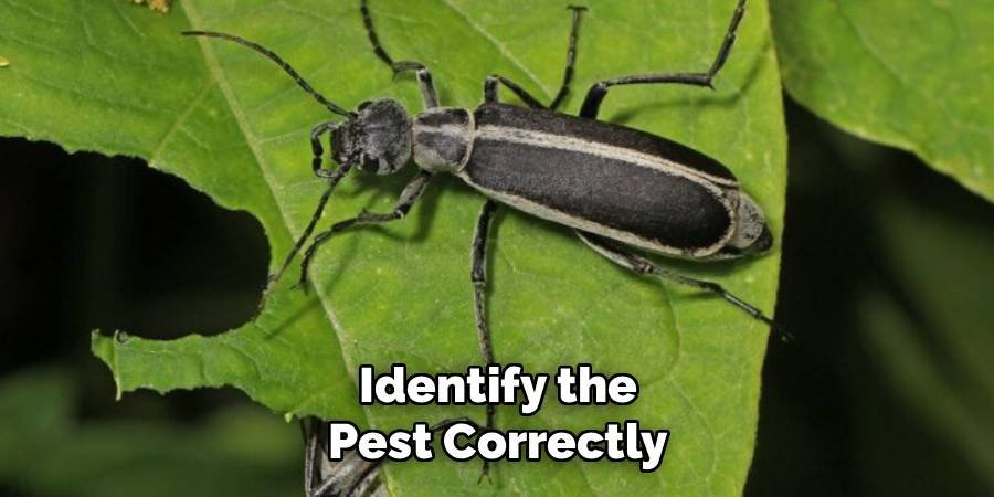 Identify the Pest Correctly