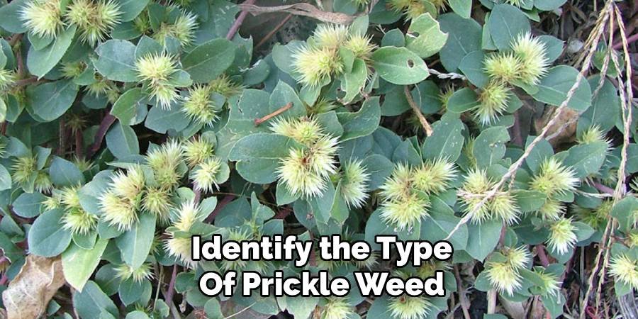 Identify the Type of Prickle Weed