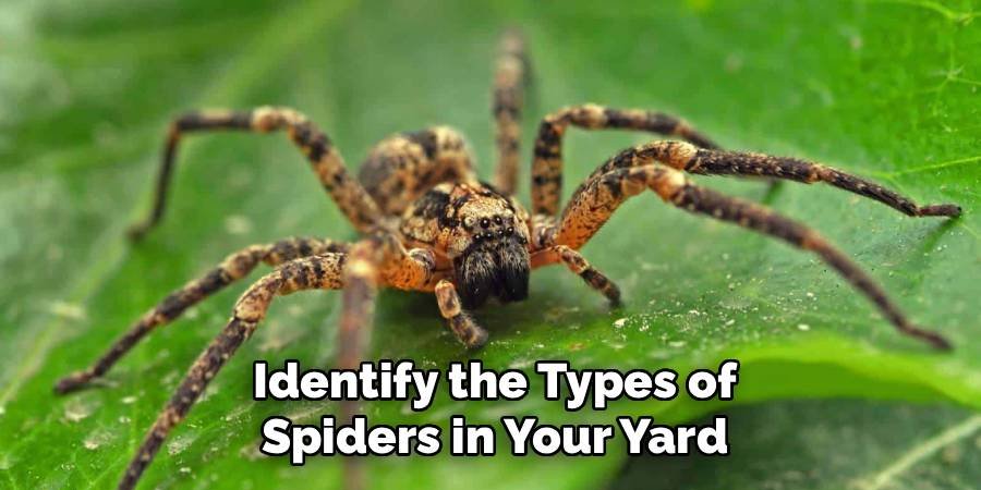 Identify the Types of Spiders in Your Yard