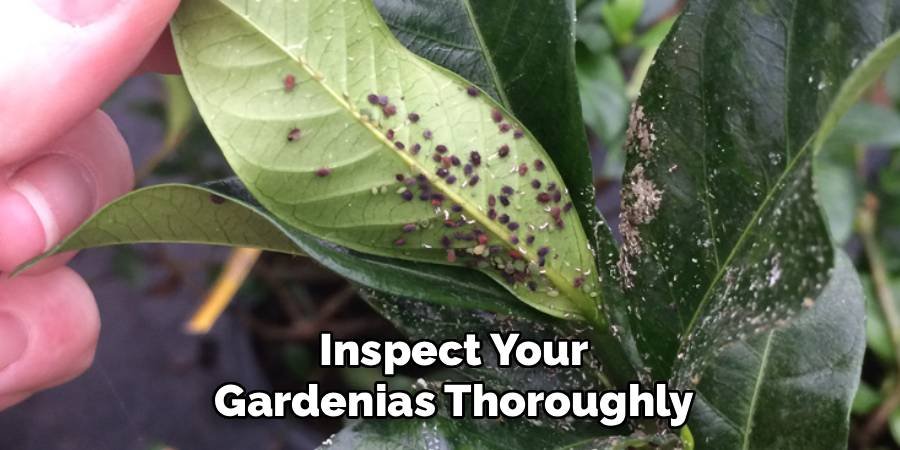 Inspect Your Gardenias Thoroughly