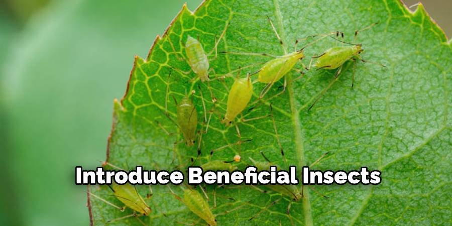 Introduce Beneficial Insects