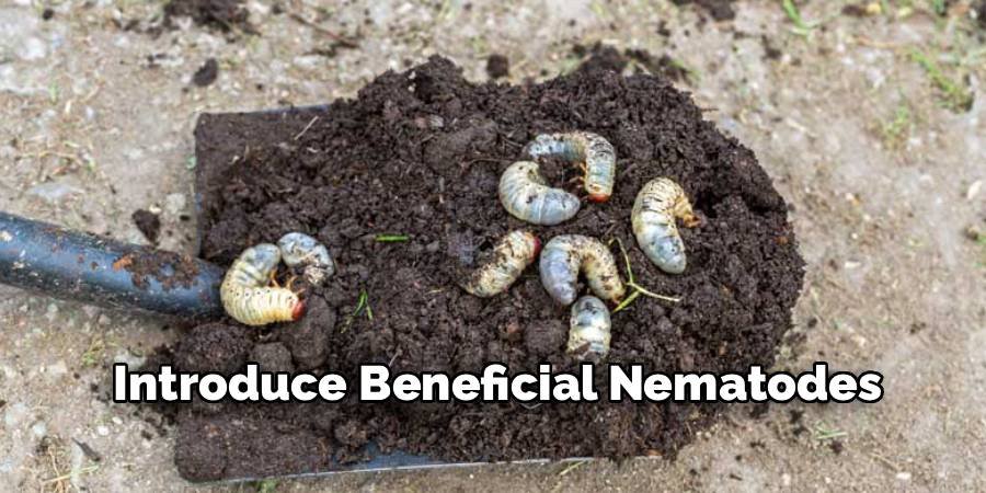 Introduce Beneficial Nematodes