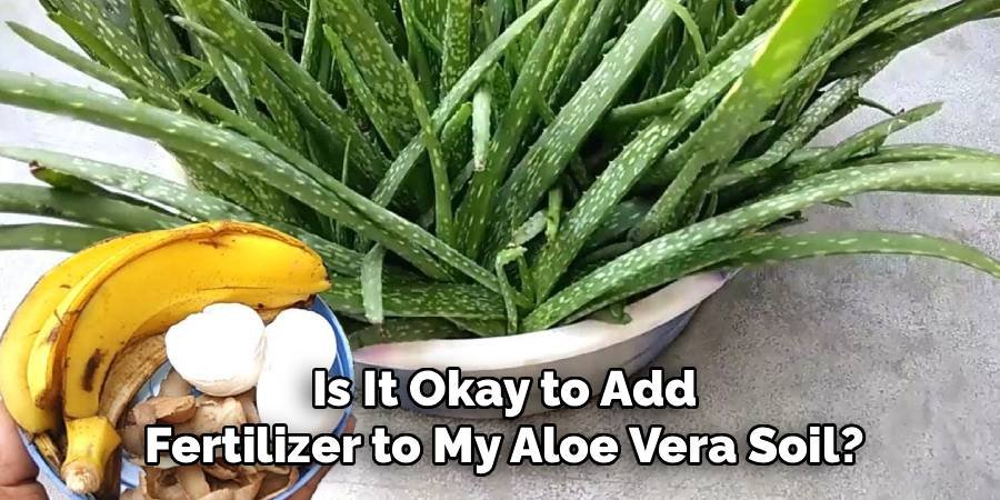Is It Okay to Add Fertilizer to My Aloe Vera Soil?