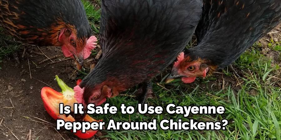 Is It Safe to Use Cayenne Pepper Around Chickens?