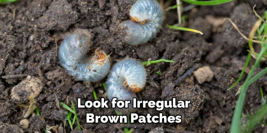 Look for Irregular Brown Patches