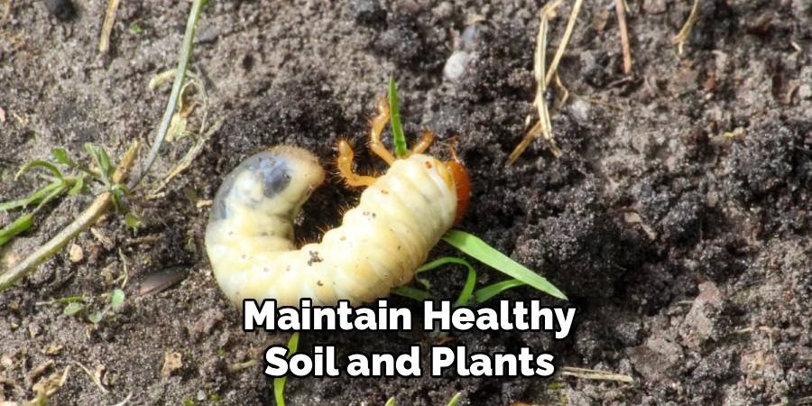 Maintain Healthy Soil and Plants
