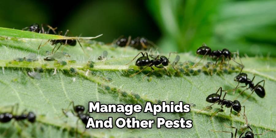 Manage Aphids and Other Pests