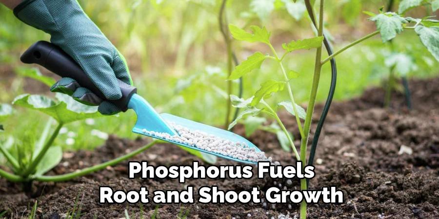 Phosphorus Fuels Root and Shoot Growth