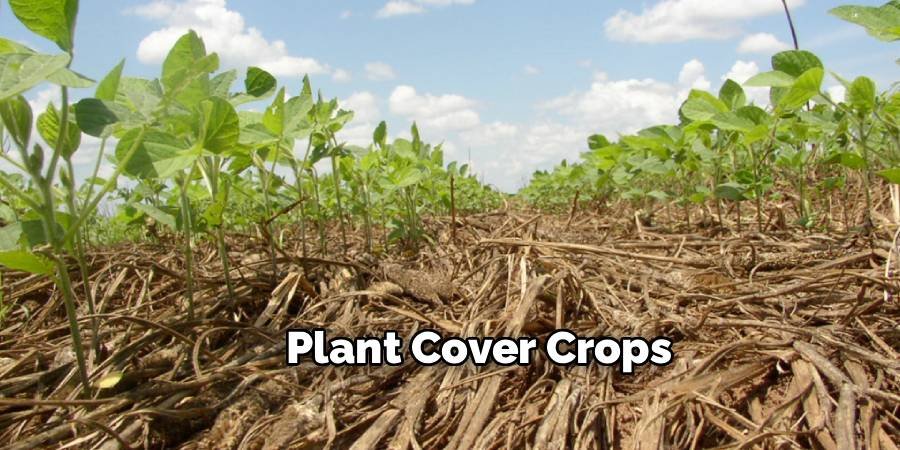 Plant Cover Crops