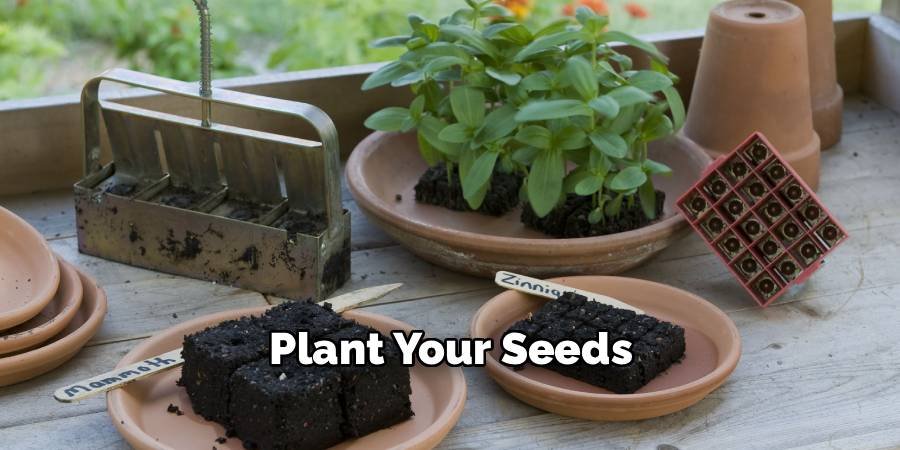 Plant Your Seeds