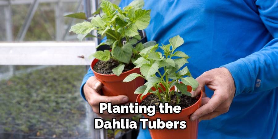 Planting the Dahlia Tubers