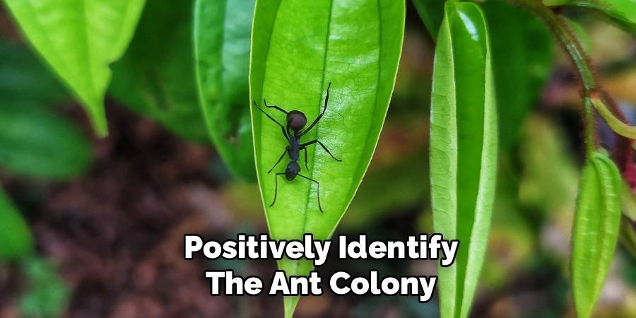 Positively Identify the Ant Colony