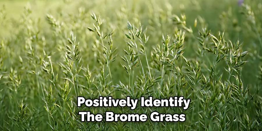 Positively Identify the Brome Grass