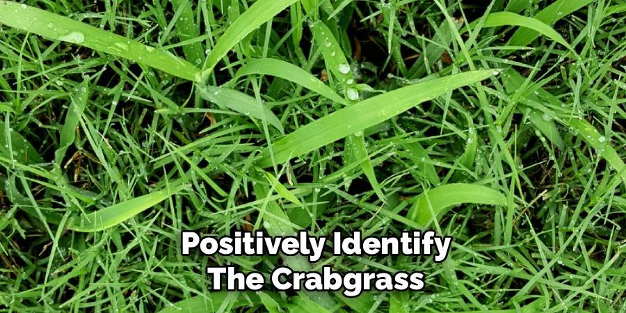 Positively Identify the Crabgrass