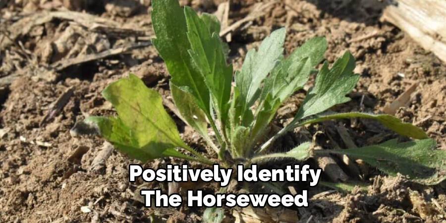 Positively Identify the Horseweed