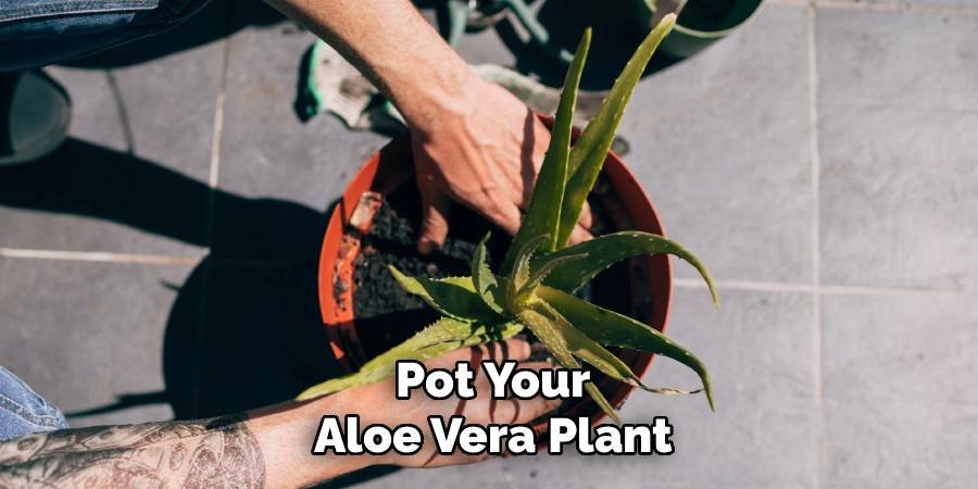 Pot Your Aloe Vera Plant