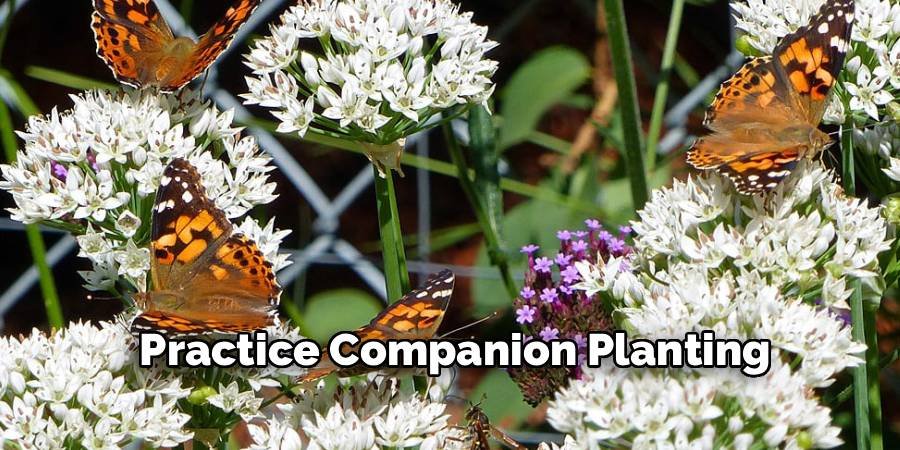 Practice Companion Planting