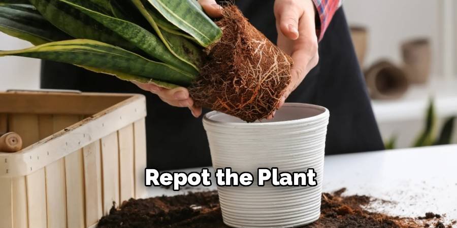 Repot the Plant