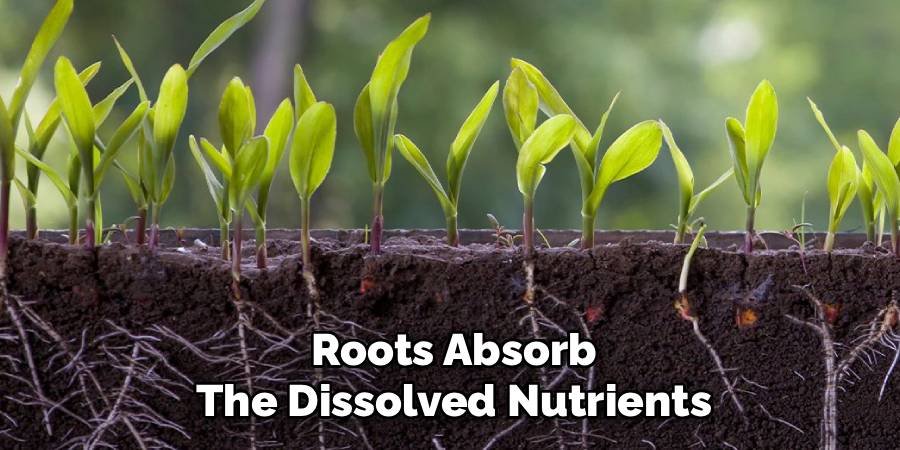 Roots Absorb the Dissolved Nutrients