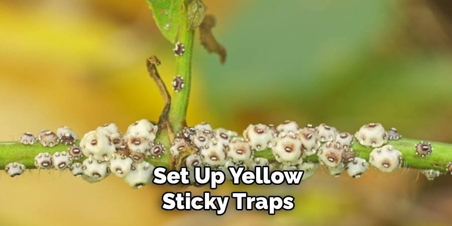 Set Up Yellow Sticky Traps