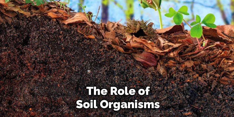 The Role of Soil Organisms