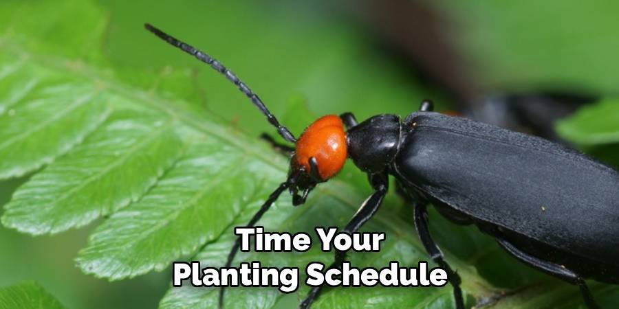 Time Your Planting Schedule