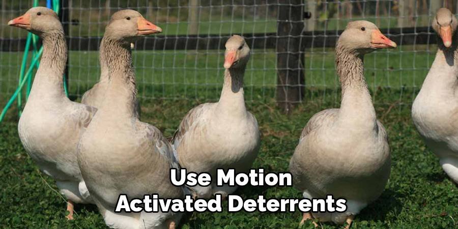 Use Motion-Activated Deterrents