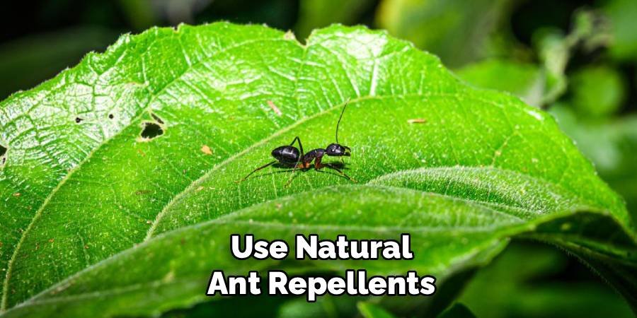Use Natural Ant Repellents