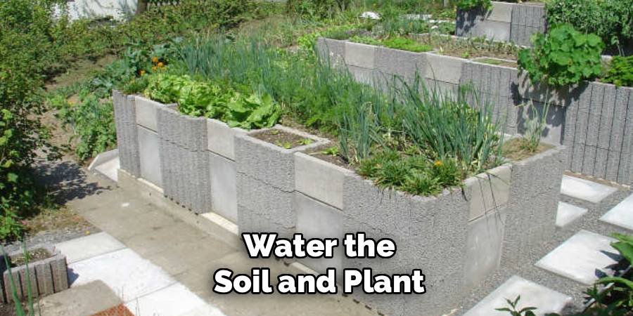 Water the Soil and Plant