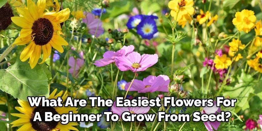 What Are The Easiest Flowers For A Beginner To Grow From Seed?