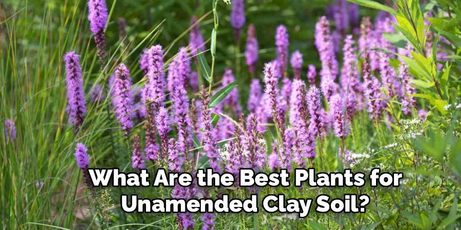 What Are the Best Plants for Unamended Clay Soil?