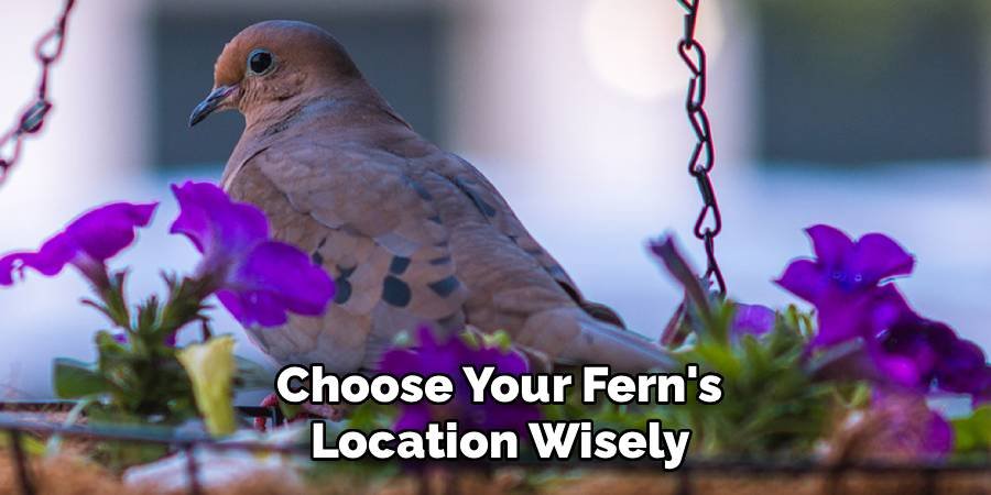 Choose Your Fern's Location Wisely