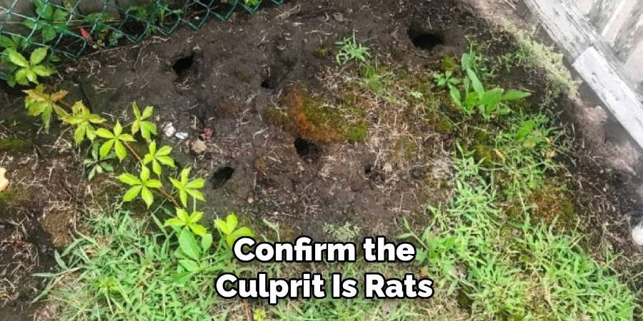 Confirm the Culprit Is Rats