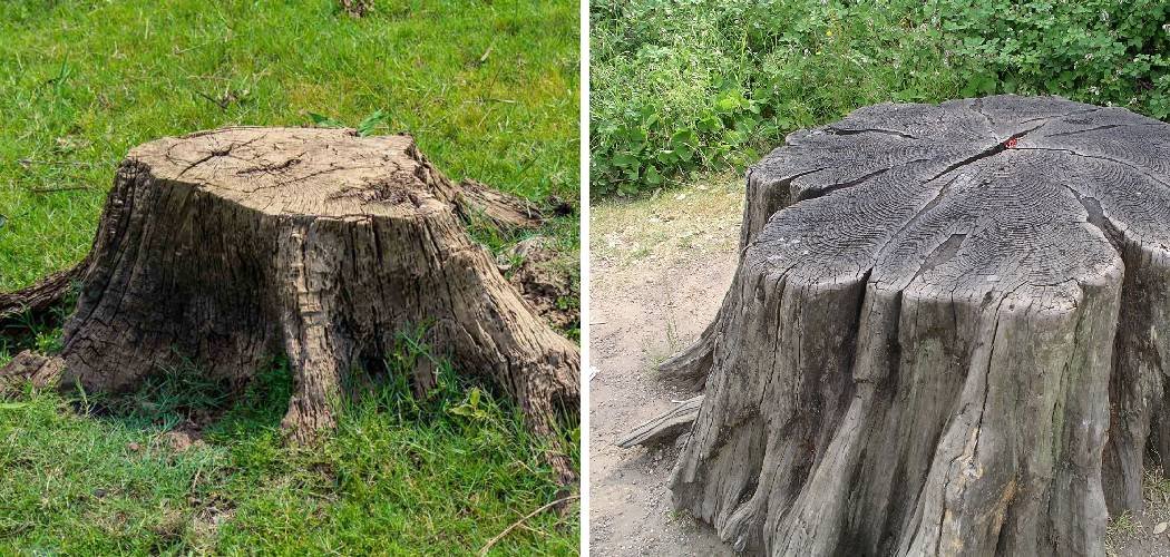 How To Repair Lawn After Tree Removal