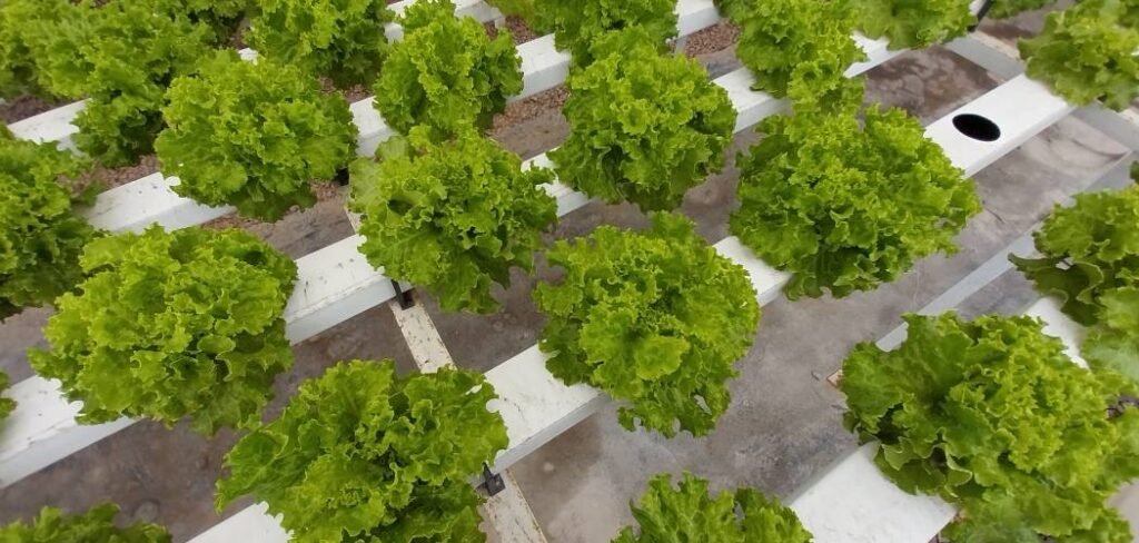 How to Build a Hydroponic Greenhouse